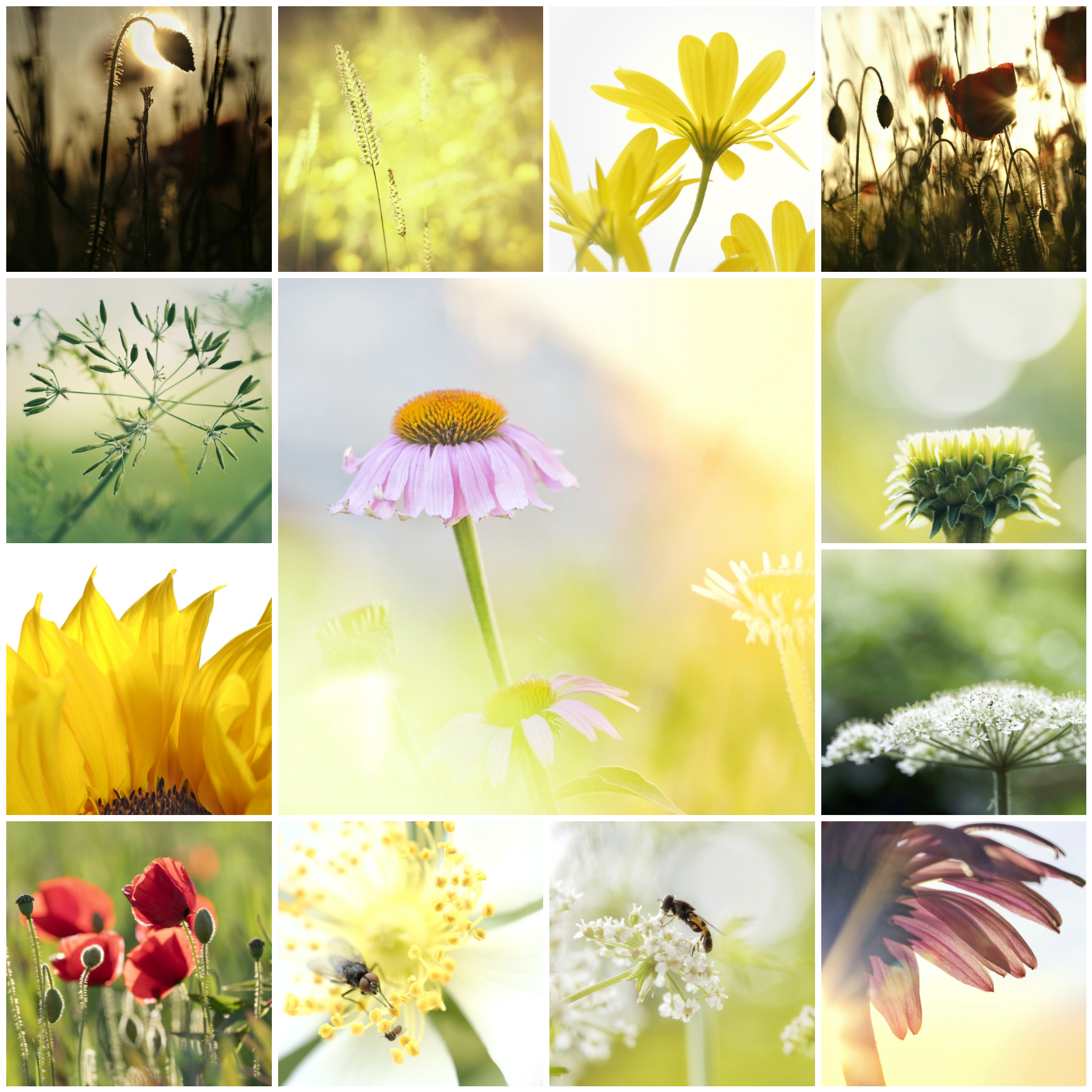 Flowers and Flora – Glenys Garnett Creative Images